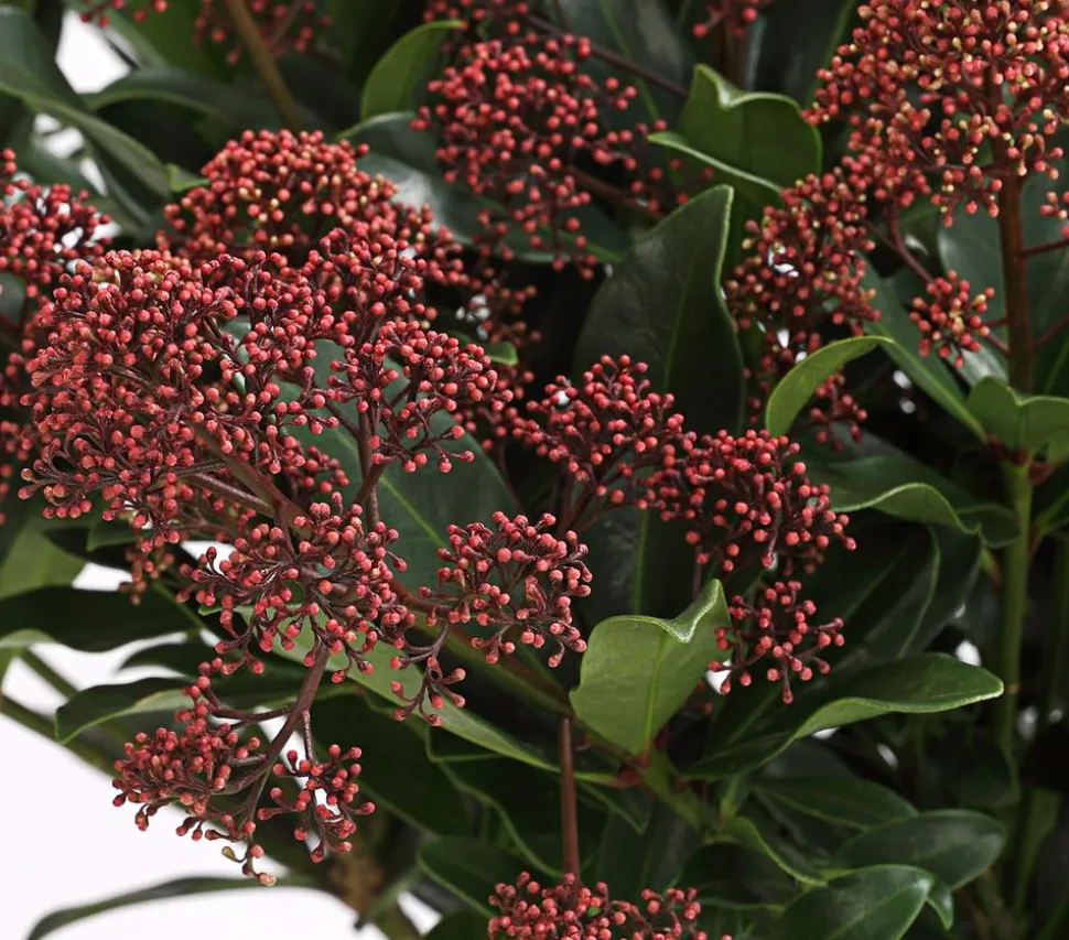 Blütenskimmie 'Rubella'