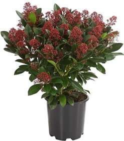 Blütenskimmie 'Rubella'