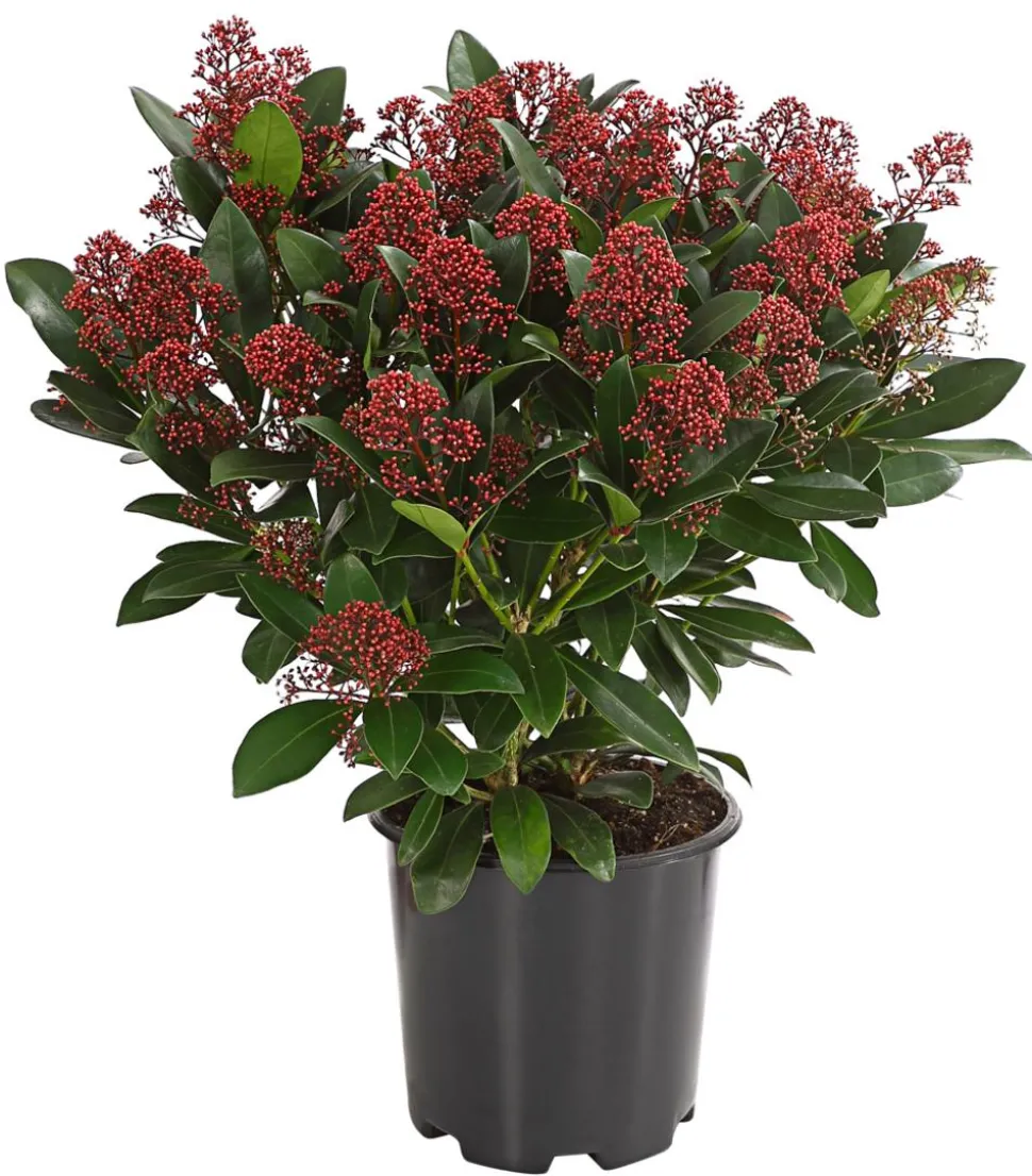 Blütenskimmie 'Rubella'