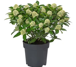 Blütenskimmie 'White Globe'