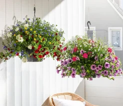 Blumenampel, verschiedene Sorten