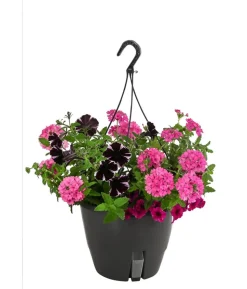 Blumenampel, verschiedene Sorten