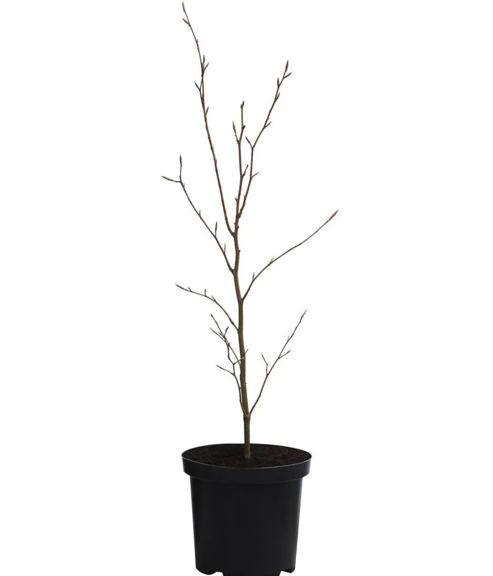 Blutbuche 'Purpurea'