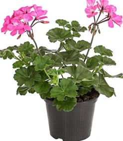 Bodendecker-Geranie 'Caliente Dark', verschiedene Farben