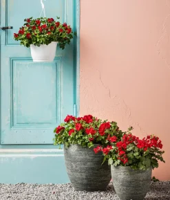 Bodendecker-Geranie 'Caliente Dark', verschiedene Farben