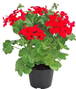 Bodendecker-Geranie 'Caliente Dark', verschiedene Farben