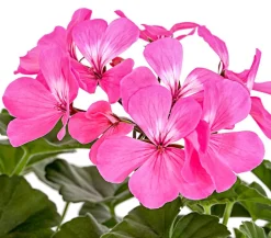 Bodendecker-Geranie 'Caliente Dark', verschiedene Farben