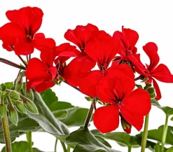 Bodendecker-Geranie 'Caliente Dark', verschiedene Farben
