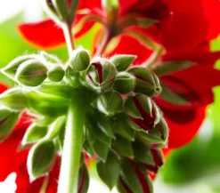 Bodendeckergeranie 'Rubin'