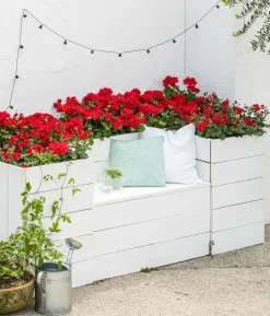 Bodendeckergeranie 'Rubin'