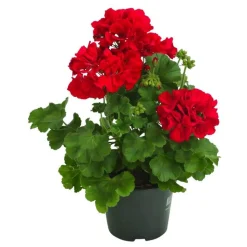 Bodendeckergeranie 'Rubin'