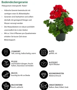 Bodendeckergeranie 'Rubin'