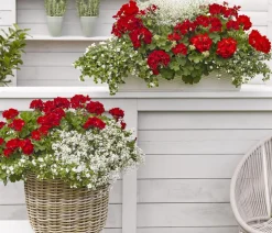 Bodendeckergeranie 'Rubin'