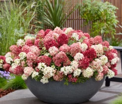 Bodendecker-Rispen-Hortensie Groundbreaker® 'Ruby' ™, 4er-Set