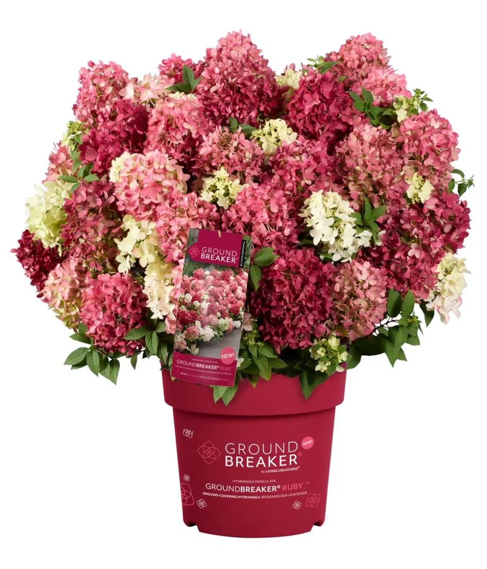 Bodendecker-Rispen-Hortensie Groundbreaker® 'Ruby' ™, 4er-Set
