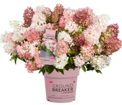 Bodendecker-Rispen-Hortensie Groundbreaker® 'Blush' ™