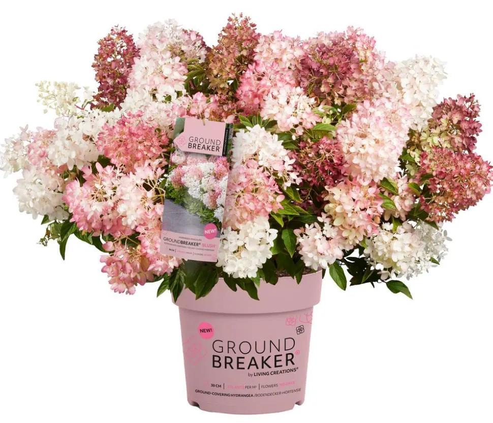 Bodendecker-Rispen-Hortensie Groundbreaker® 'Blush' ™