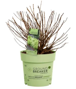 Bodendecker-Rispen-Hortensie Groundbreaker® 'Greeny' ™, 4er-Set