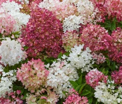 Bodendecker-Rispen-Hortensie Groundbreaker® 'Blush' ™, 4er-Set