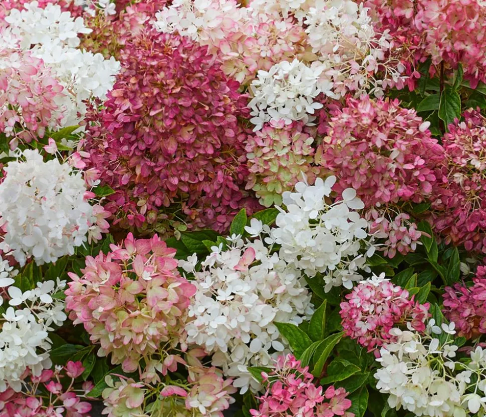 Bodendecker-Rispen-Hortensie Groundbreaker® 'Blush' ™, 4er-Set