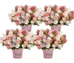 Bodendecker-Rispen-Hortensie Groundbreaker® 'Blush' ™, 4er-Set