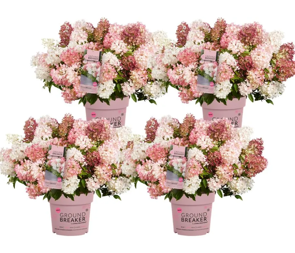 Bodendecker-Rispen-Hortensie Groundbreaker® 'Blush' ™, 4er-Set