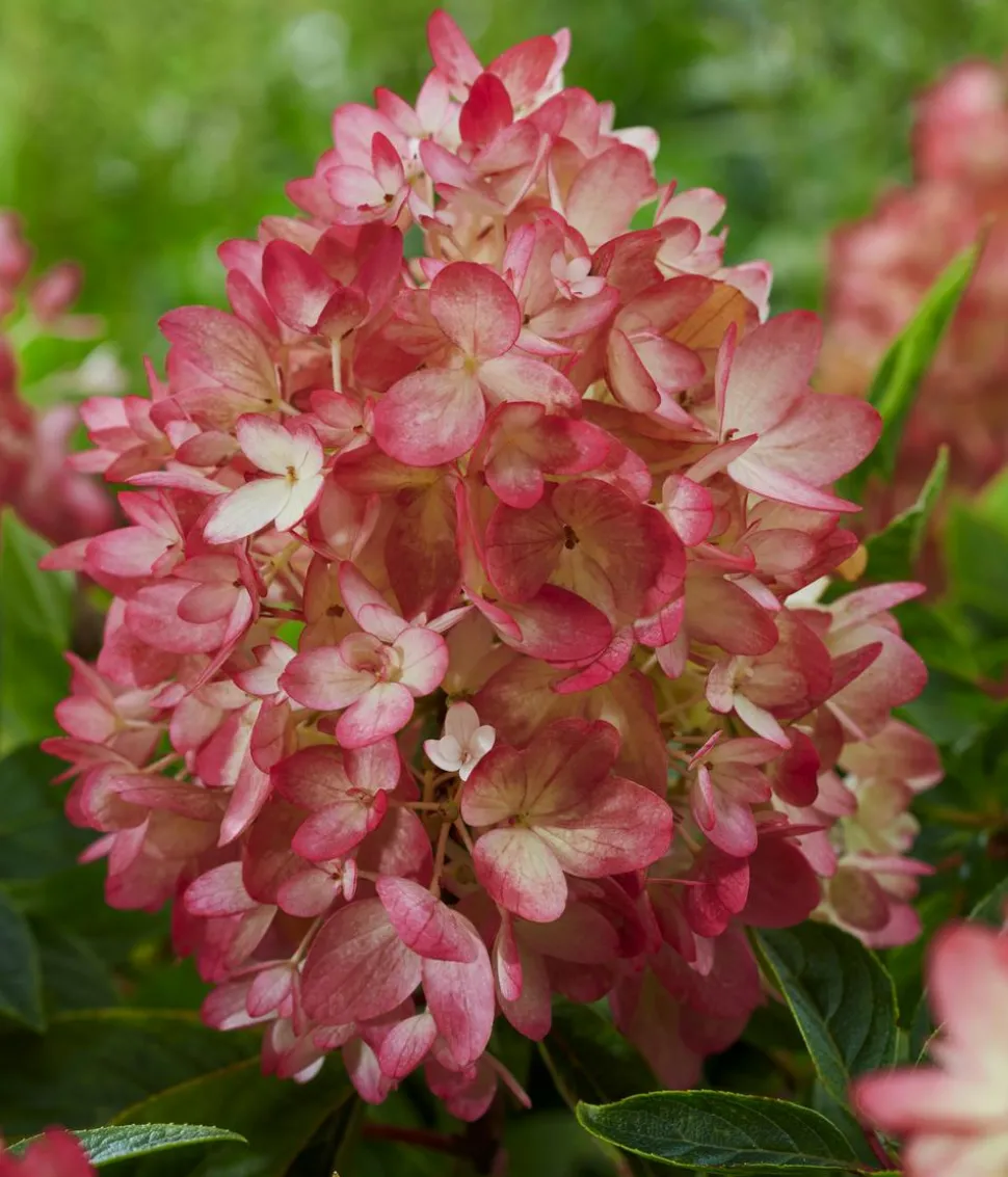 Bodendecker-Rispen-Hortensie Groundbreaker® 'Blush' ™, 4er-Set