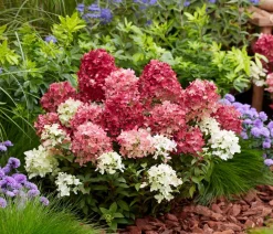 Bodendecker-Rispen-Hortensie Groundbreaker® 'Ruby' ™