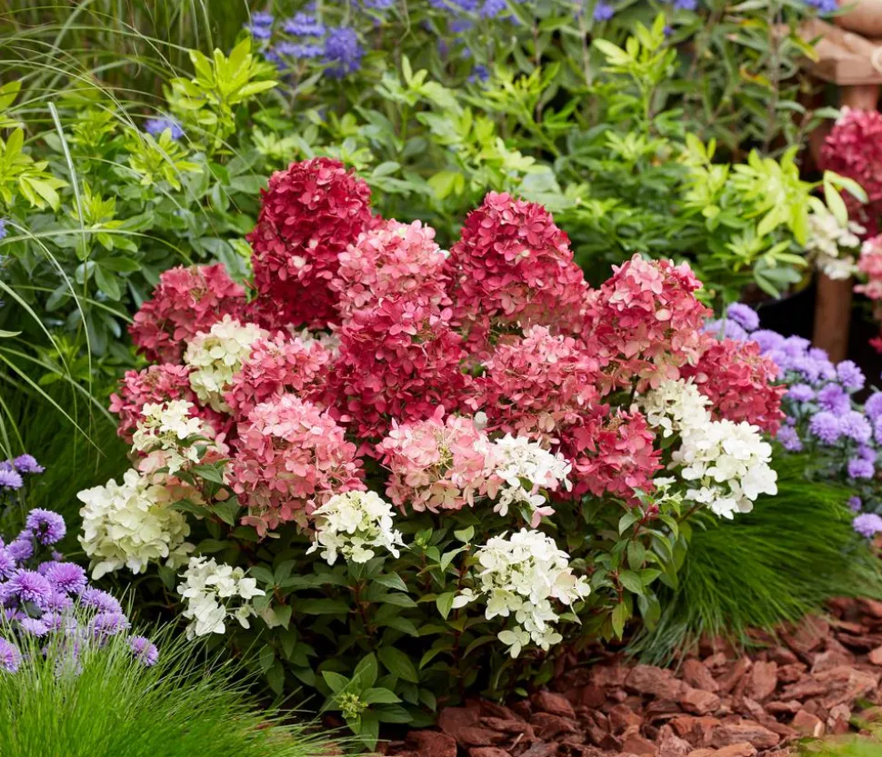 Bodendecker-Rispen-Hortensie Groundbreaker® 'Ruby' ™