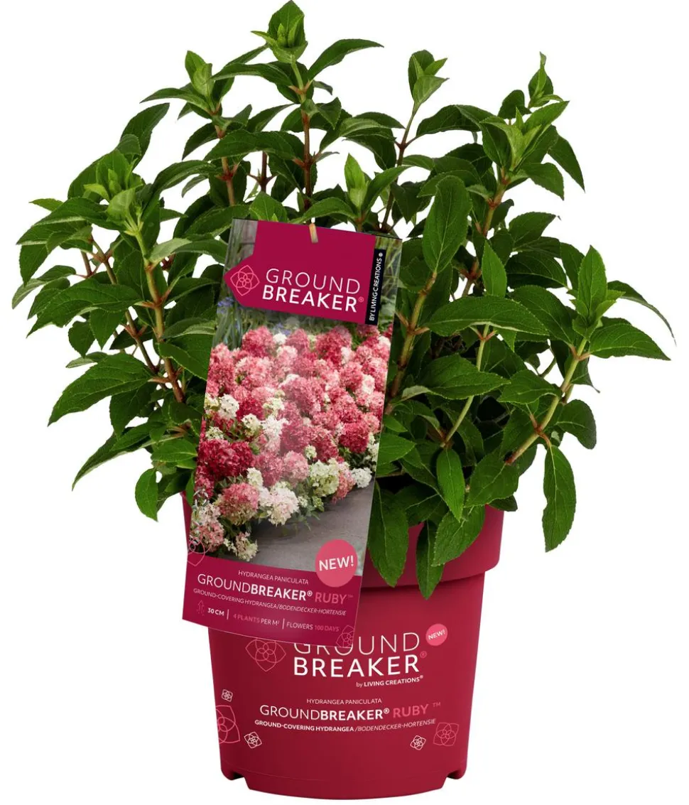 Bodendecker-Rispen-Hortensie Groundbreaker® 'Ruby' ™