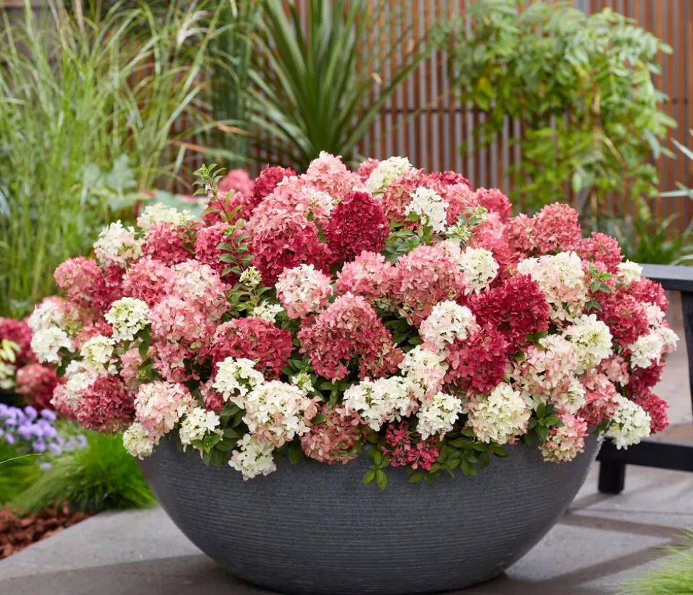 Bodendecker-Rispen-Hortensie Groundbreaker® 'Ruby' ™