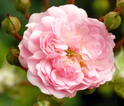 Bodendeckerrose 'The Fairy®', rosa