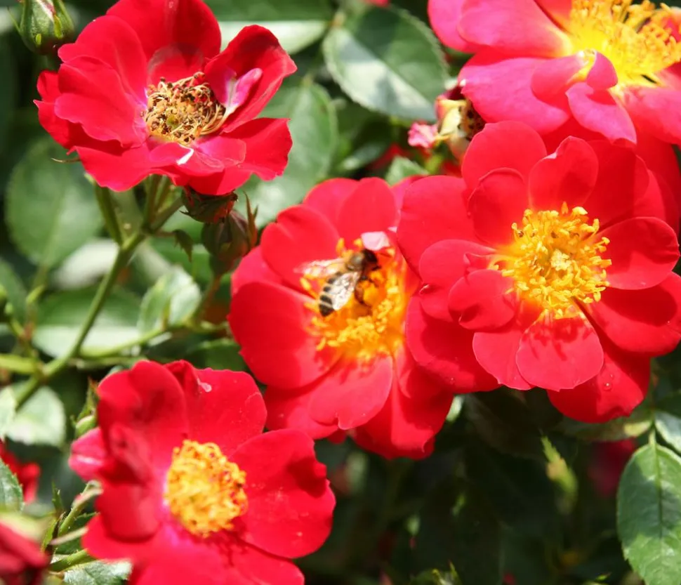 Bodendeckerrose 'Bienenweide®', rot