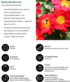 Bodendeckerrose 'Bienenweide®', rot