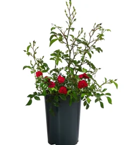 Bodendeckerrose 'Fairy King®', rot