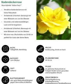 Bodendeckerrose 'Yellow Fairy®'