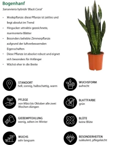 Bogenhanf - Sansevieria 'Black Coral'