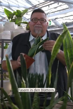 Bogenhanf - Sansevieria cylindrica 'Straight'