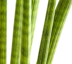 Bogenhanf - Sansevieria cylindrica 'Straight'