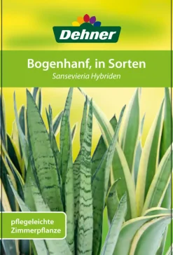 Bogenhanf - Sansevieria hybride 'Fernwood Punk'