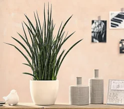 Bogenhanf - Sansevieria hybride 'Fernwood Punk'