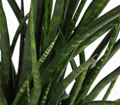 Bogenhanf - Sansevieria hybride 'Fernwood Punk'