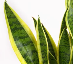 Bogenhanf - Sansevieria trifasciata var. laurentii