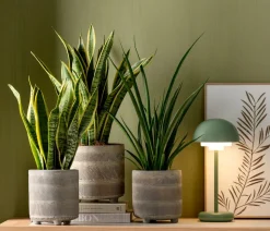 Bogenhanf - Sansevieria trifasciata var. laurentii