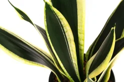 Bogenhanf - Sansevieria trifasciata 'Super Flame', Hydrokultur