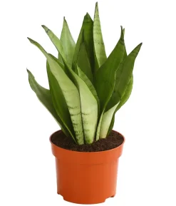 Bogenhanf - Sansevieria trifasciata 'Moonshine'