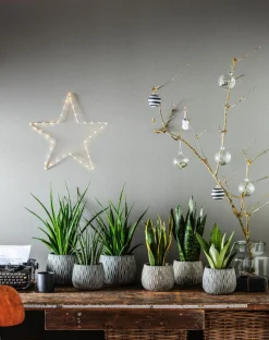 Bogenhanf - Sansevieria trifasciata 'Moonshine'