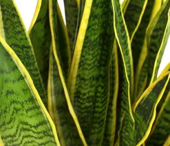 Bogenhanf - Sansevieria trifasciata var. laurentii