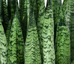 Bogenhanf - Sansevieria zeylanica, Hydrokultur
