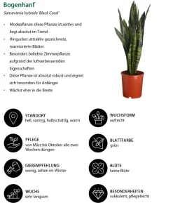 Bogenhanf - Sansevieria 'Black Coral'